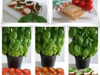 Toastbrot-Häppchen  mit Mozzarella und ….. überbacken - Rezept - Bild Nr. 16