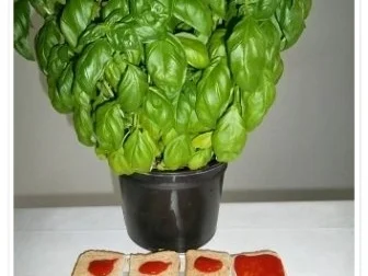 Toastbrot-Häppchen  mit Mozzarella und ….. überbacken - Rezept - Bild Nr. 5