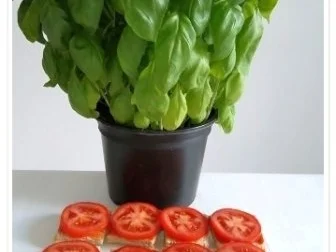 Toastbrot-Häppchen  mit Mozzarella und ….. überbacken - Rezept - Bild Nr. 6