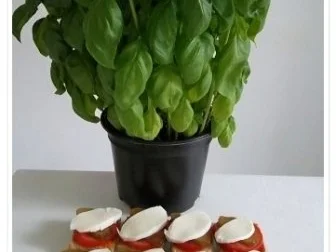 Toastbrot-Häppchen  mit Mozzarella und ….. überbacken - Rezept - Bild Nr. 8