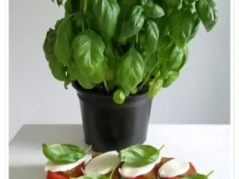 Toastbrot-Häppchen  mit Mozzarella und ….. überbacken - Rezept - Bild Nr. 9