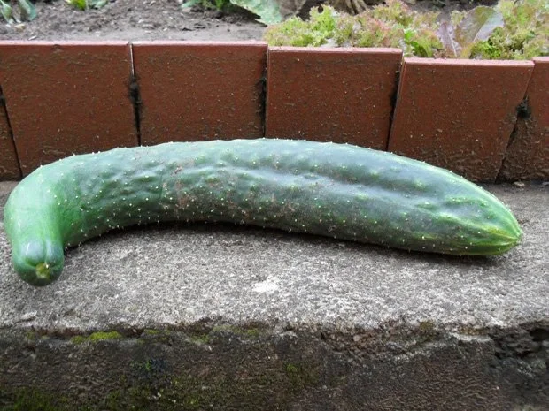 Gurkensalat aus Chinesischer Schlangengurke - Rezept - Bild Nr. 2