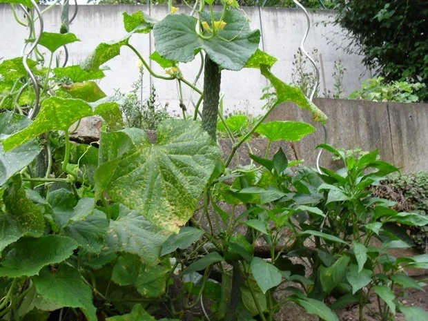 Gurkensalat aus Chinesischer Schlangengurke - Rezept