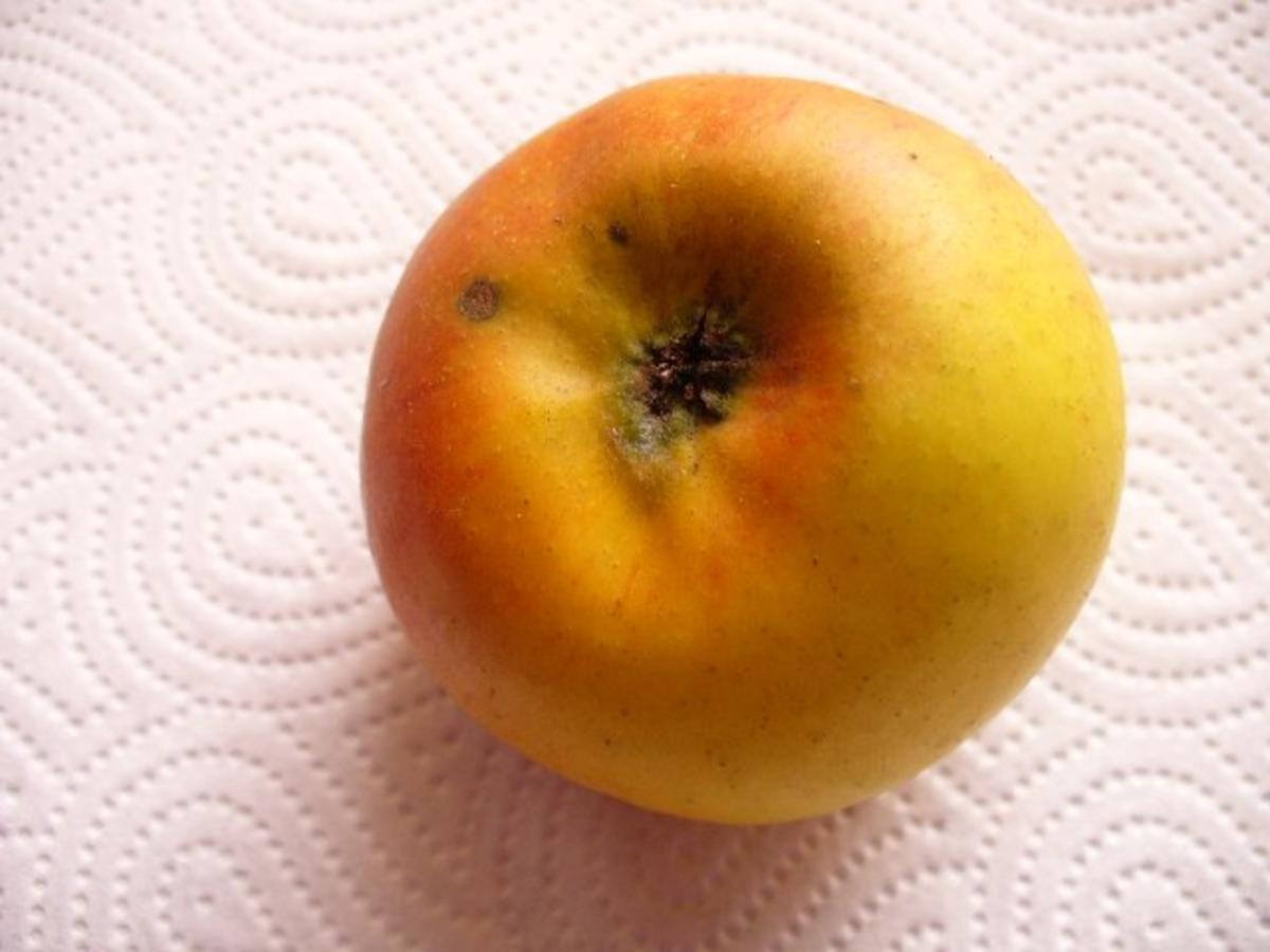 Trockenobst (hier: Backäpfel) selbst hergestellt - Rezept - Bild Nr. 2