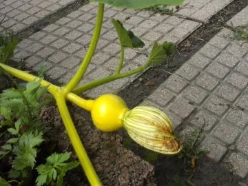 Beilage / Fleisch: Lammragout mit Kürbis - Rezept