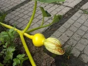 Beilage / Fleisch: Lammragout mit Kürbis - Rezept