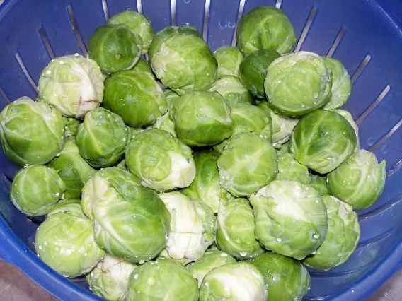 Rezept: Rosenkohl-Auflauf mit Hack-Tomaten-Soße und Schmandguss Bild Nr. 4 Rosenkohl-Auflauf mit Hack-Tomaten-Soße und Schmandguss - Rezept - Bild Nr. 4