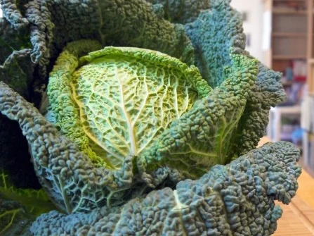 Rezept: Senfiger Hähnchen-Wirsing-Topf Bild Nr. 2 Senfiger Hähnchen-Wirsing-Topf - Rezept - Bild Nr. 2