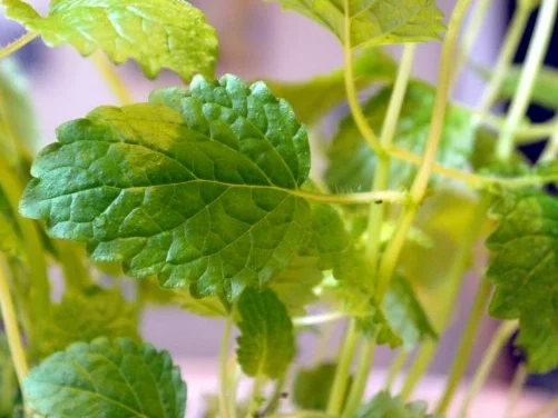 Dessert "Eliza Doolittle" - Rezept - Bild Nr. 4