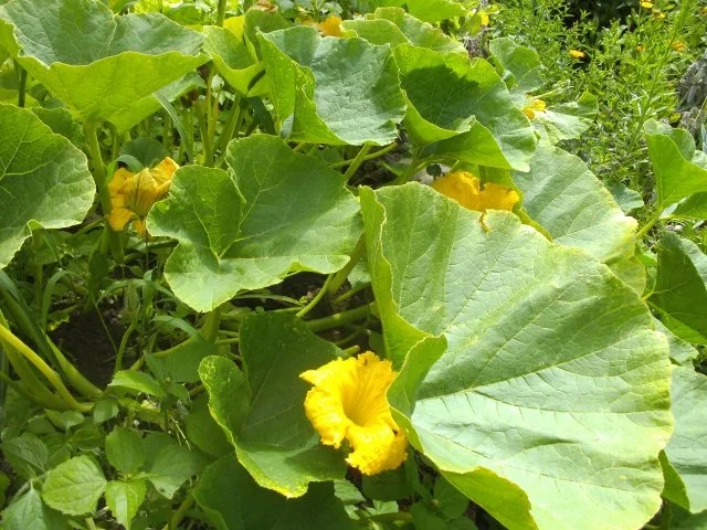 Rezept: Beilage / Gemüse: Gebackene Kürbisspalten Beilage / Gemüse: Gebackene Kürbisspalten - Rezept