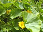 Beilage / Gemüse: Gebackene Kürbisspalten - Rezept