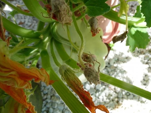 Patisson - Kürbis- Schnitzel - Rezept - Bild Nr. 7