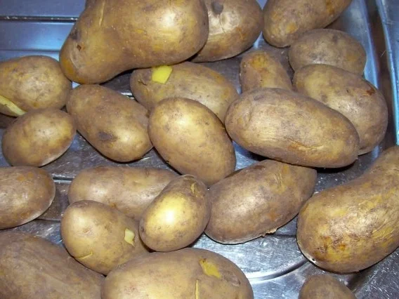 Rezept: Würziges Kartoffel-Birnen-Gratin mit Gorgonzola Bild Nr. 2 Würziges Kartoffel-Birnen-Gratin mit Gorgonzola - Rezept - Bild Nr. 2