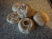 Pilz Puffer - Rezept