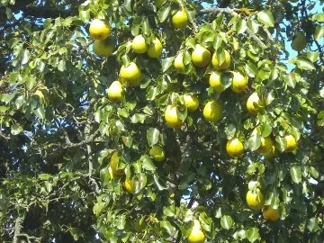 backen / Kuchen: Eierlikör - Birnenkuchen - Rezept - Bild Nr. 5