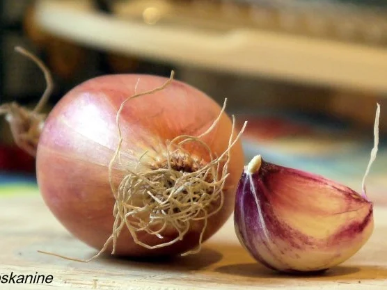 Rezept: Zucchini-Risotto Bild Nr. 3 Zucchini-Risotto - Rezept - Bild Nr. 3