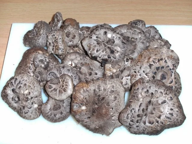 Pilze: Der Habichtspilz - Rezept