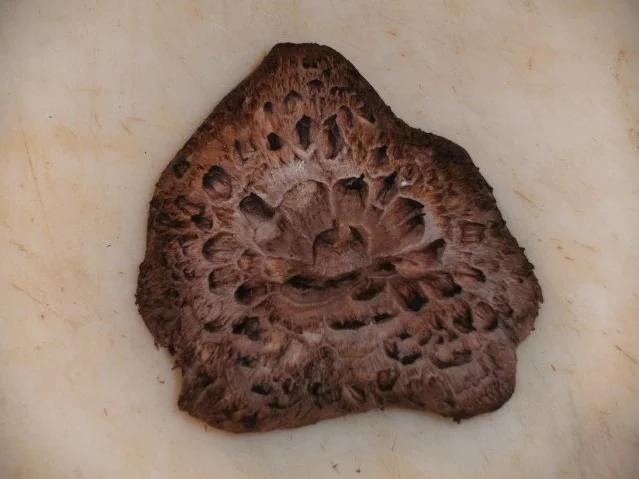 Pilze: Der Habichtspilz - Rezept - Bild Nr. 2