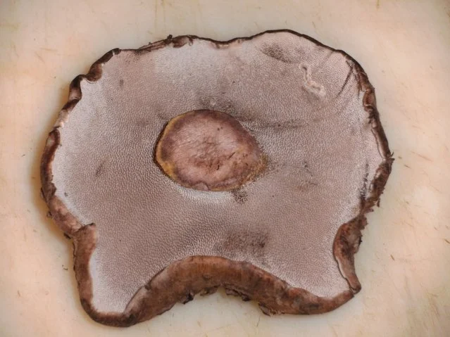 Pilze: Der Habichtspilz - Rezept - Bild Nr. 3