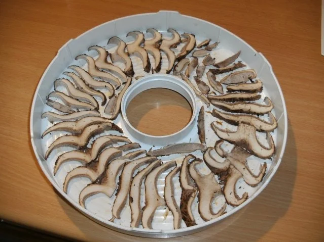 Pilze: Der Habichtspilz - Rezept - Bild Nr. 4