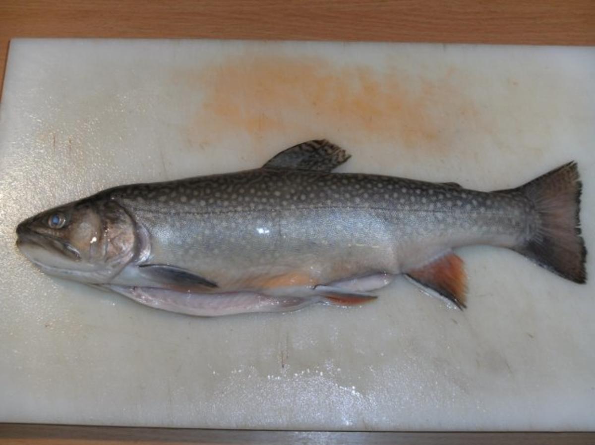 Fisch: Saibling, gebeizt - Rezept mit Bild - kochbar.de