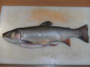 Fisch: Saibling, gebeizt - Rezept
