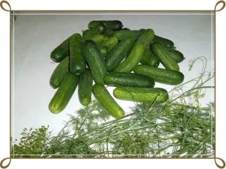 Rezept: Salz-Dill-Gurken selbst eingelegt Bild Nr. 2 Salz-Dill-Gurken selbst eingelegt - Rezept - Bild Nr. 2