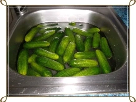 Rezept: Salz-Dill-Gurken selbst eingelegt Bild Nr. 3 Salz-Dill-Gurken selbst eingelegt - Rezept - Bild Nr. 3