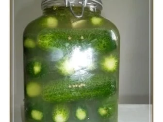 Rezept: Salz-Dill-Gurken selbst eingelegt Bild Nr. 11 Salz-Dill-Gurken selbst eingelegt - Rezept - Bild Nr. 11