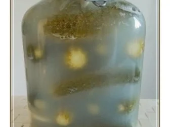 Rezept: Salz-Dill-Gurken selbst eingelegt Bild Nr. 12 Salz-Dill-Gurken selbst eingelegt - Rezept - Bild Nr. 12