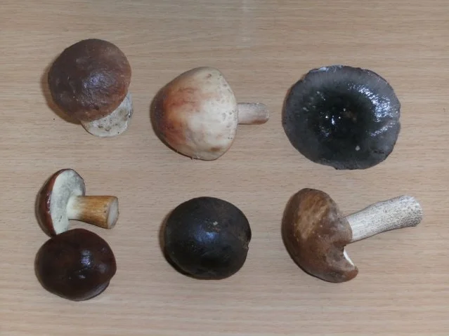 Fleisch: Lammbauch geschnetzelt mit Mischpilzen - Rezept - Bild Nr. 4