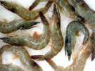 Garnelenpfanne mediterran - Rezept