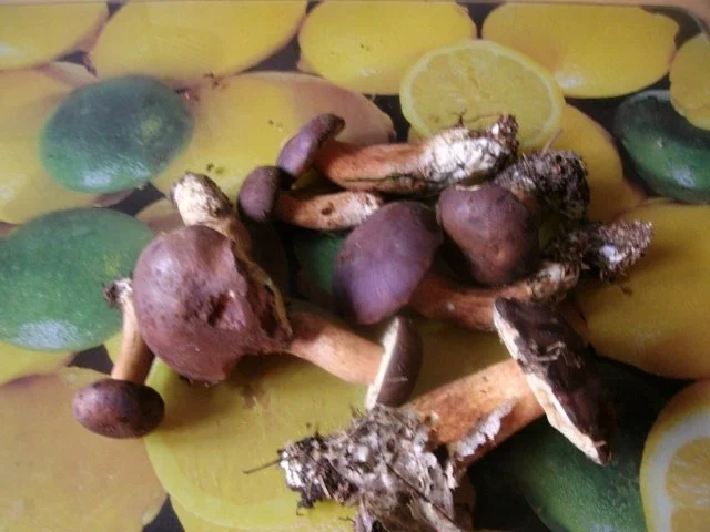 Rezept: Lachsbraten mit Kräuterkruste Bild Nr. 16 Lachsbraten mit Kräuterkruste - Rezept - Bild Nr. 16