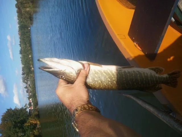 EIN TOLLER HECHT --oder-- die echte Freunde-Pfanne - Rezept - Bild Nr. 3