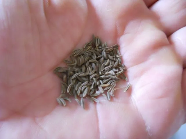 Szegedinger Gulasch - Rezept - Bild Nr. 7