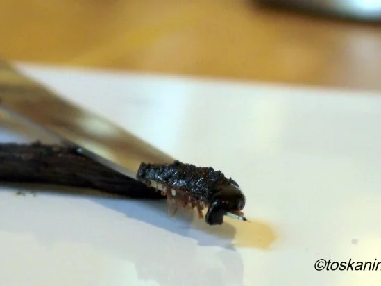 Peanutbutter-Cupcakes - Rezept - Bild Nr. 2