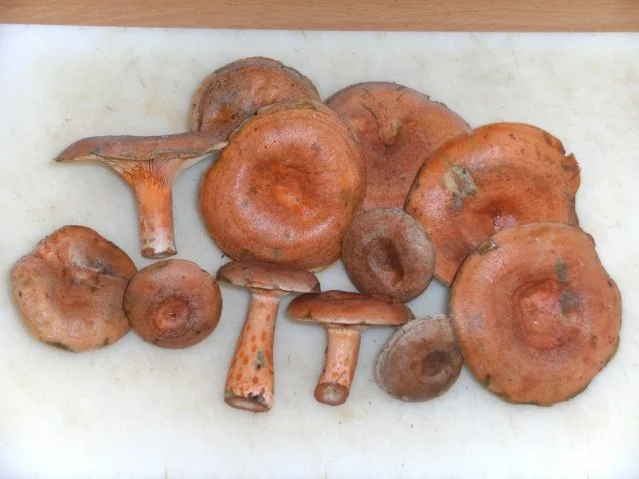 Rezept: Pilze: Der Echte Reizker Pilze: Der Echte Reizker - Rezept