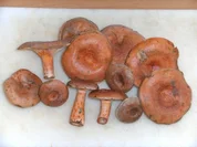 Pilze: Der Echte Reizker - Rezept