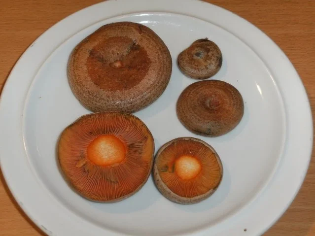 Rezept: Pilze: Der Echte Reizker Bild Nr. 2 Pilze: Der Echte Reizker - Rezept - Bild Nr. 2