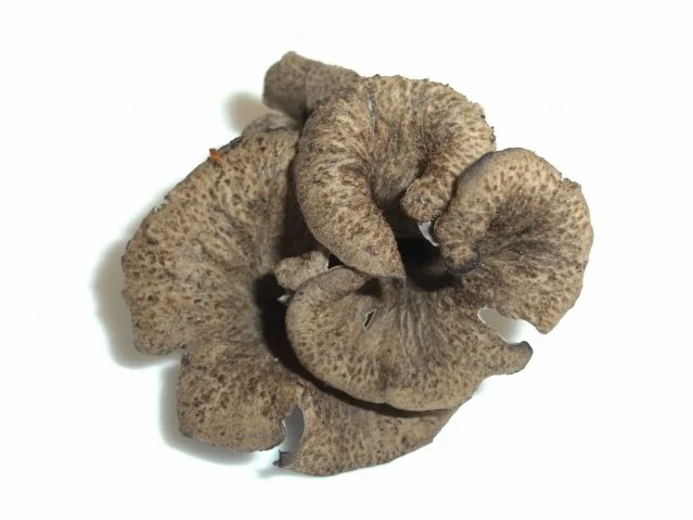 Rezept: Pilze: Die Totentrompete Pilze: Die Totentrompete - Rezept