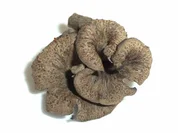 Pilze: Die Totentrompete - Rezept