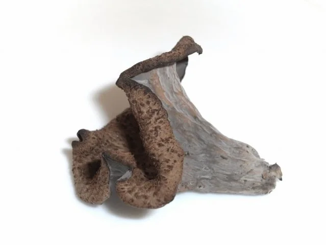 Rezept: Pilze: Die Totentrompete Bild Nr. 2 Pilze: Die Totentrompete - Rezept - Bild Nr. 2