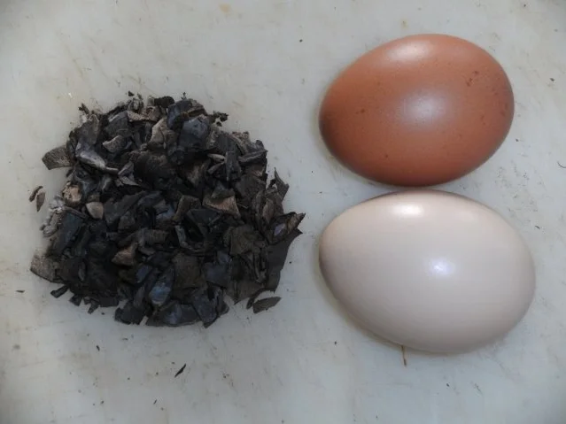 Rezept: Pilze: Die Totentrompete Bild Nr. 3 Pilze: Die Totentrompete - Rezept - Bild Nr. 3