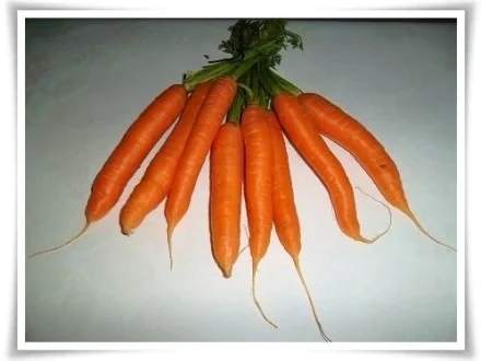 Möhren schonend gegart in einer schmackhaften  Sauce - Rezept - Bild Nr. 2