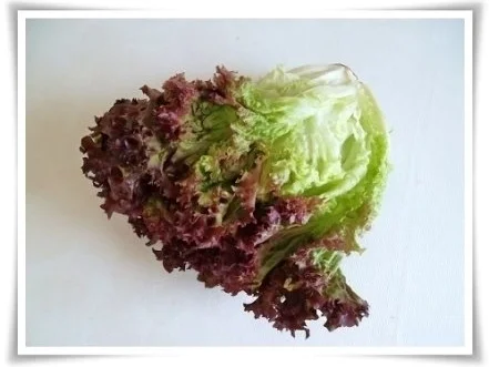 Rezept: Hausgemachter Hamburger - Vegetarisch mit Lollo rosso Salat Bild Nr. 5 Hausgemachter Hamburger - Vegetarisch mit Lollo rosso Salat - Rezept - Bild Nr. 5