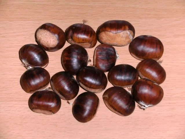 Konservieren: Ernte, Behandlung und Konservieren von Kastanienfrüchten - Rezept