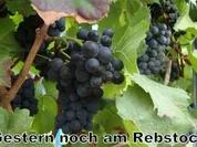 Trollinger Gelee - Rezept