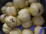 Rezept: Quittenmarmelade Quittenmarmelade - Rezept