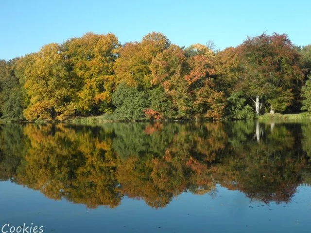 Goldener Herbst - Rezept - Bild Nr. 5