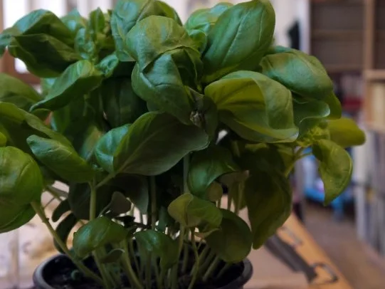 Tagliatelle verde aglio, olio, peperoncini e gamberetti - Rezept - Bild Nr. 2